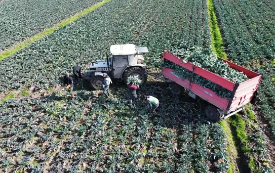 Bafra'da Brokoli Hasadı Devam Ediyor