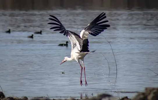 Karakaya Barajı'nda Leylekler Dönüş Yaptı