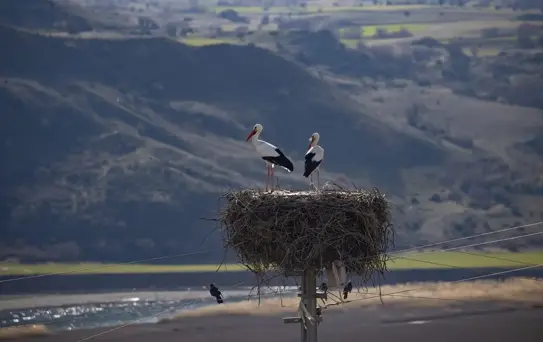 Mazgirt'te Leylekler Baharı Karşıladı
