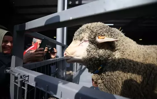 Bandırma'da Rekor Koç Satışı