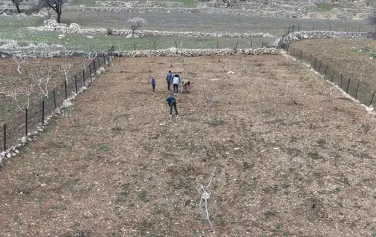 Batman'da Mezrone Üzümü Budama Çalışmaları