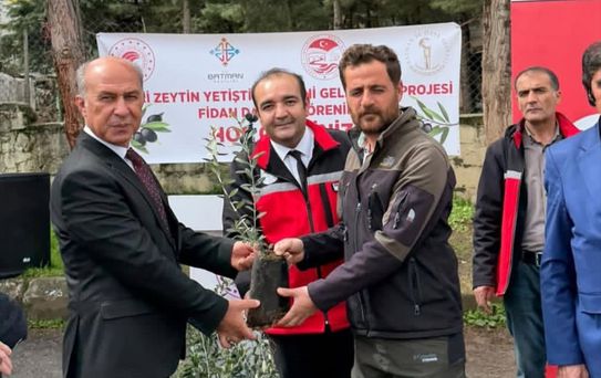 Batman'da 250 Üreticiye Zeytin Fidanı Dağıtıldı