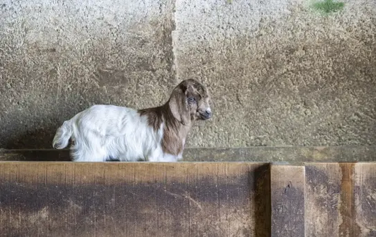 Ovacık'ta Besiciler Oğlak ve Kuzular İçin Nöbet Tutuyor