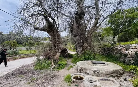 Bodrum'da Dev Çınar Ağaç Koruma Altına Alınıyor