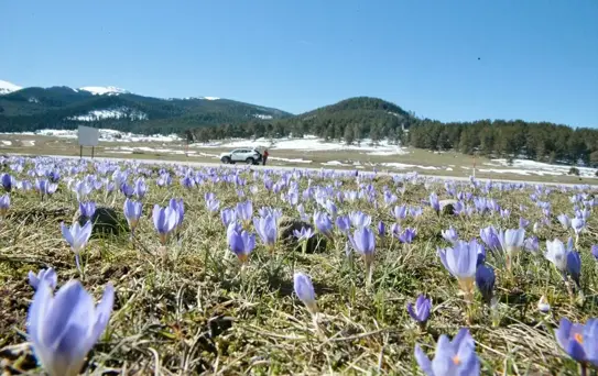 Bolu'da Bahar Müjdecisi Çiğdemler Açtı