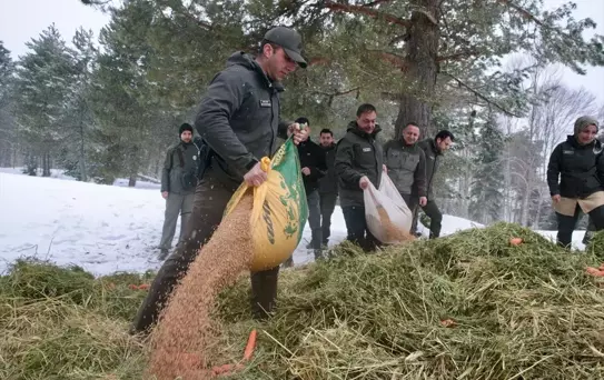 Bolu'da Yaban Hayvanları için Yemleme