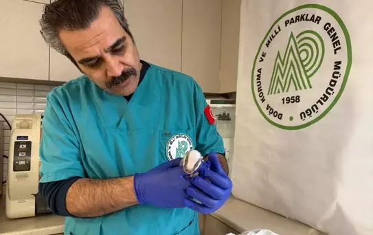 Burhaniye'de Yavru Porsuk Koruma Altında