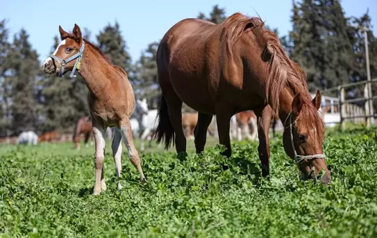 Şampiyon Adayı Taylar Karacabey'de Dünyaya Geliyor