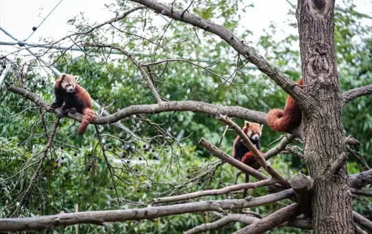 Bursa Hayvanat Bahçesi'nde Kırmızı Panda Yavruları