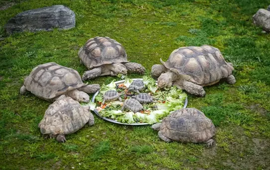 Kışın Hayvanat Bahçesi Bakımı