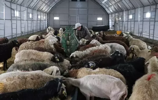 Devlet Desteğiyle Hayvancılığını Büyüttü