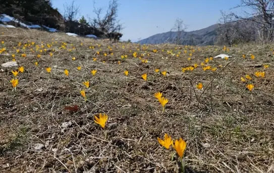 Çiğdemler Baharı Müjdeliyor