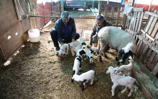 Pamukkale'de Bir Koyun 9 Kuzu Doğurdu
