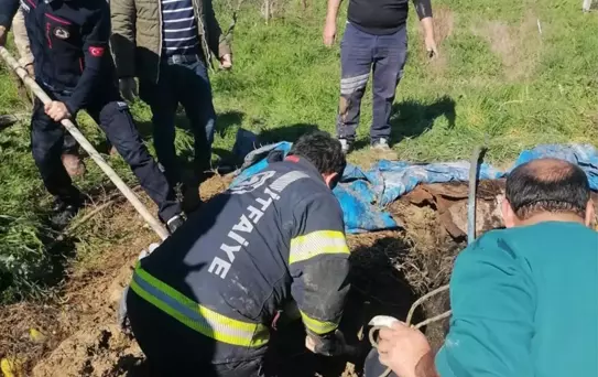 Foseptik Çukuruna Düşen İnek Kurtarıldı