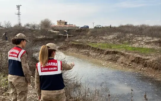 Mahsur Kalan Balıklar Kurtarıldı