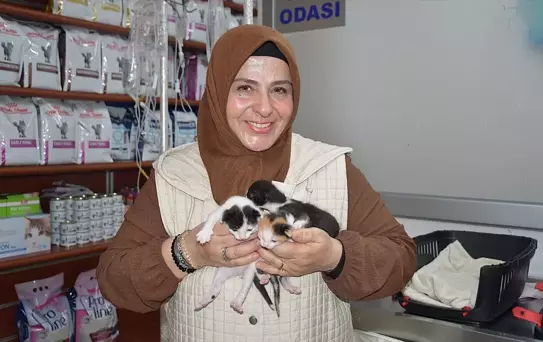 Kedi Sezaryenle 3 Yavru Dünyaya Getirdi