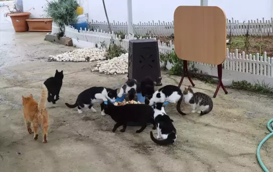 Balcı Ailesi'nin Kedili Yuvası