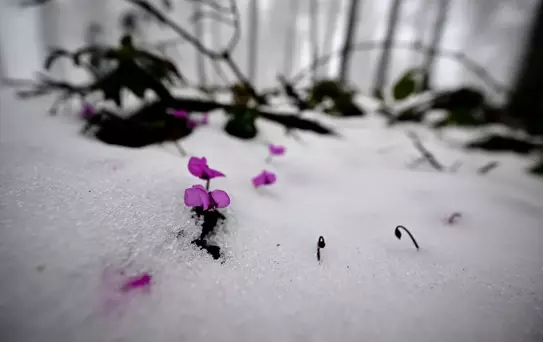 Düzce'nin Yüksek Kesimlerinde Kar Yağışı