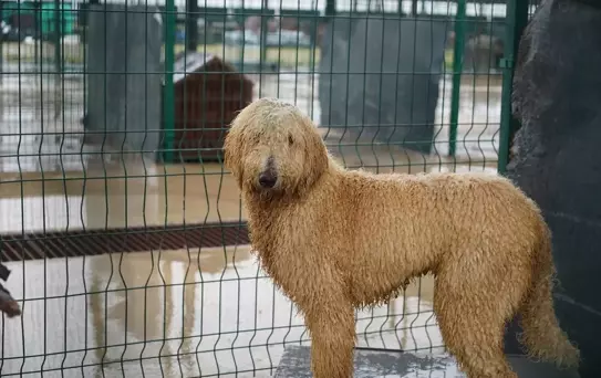 Edirne'de Cins Köpekler Sahiplendiriliyor