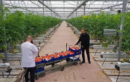 Elazığ'da GES Destekli Domates Üretimi Artıyor