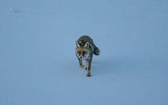 Karla Kaplı Arazide Tilki Görüntülendi