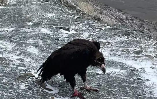 Yaralı Yırtıcı Kuşlar Doğaya Kavuştu