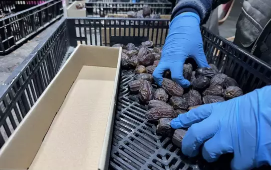 Filistin Hurmaları İçin Barkod Uyarısı