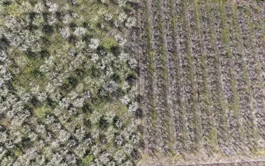 Gediz Ovası'nda Meyve Ağaçları Çiçek Açtı