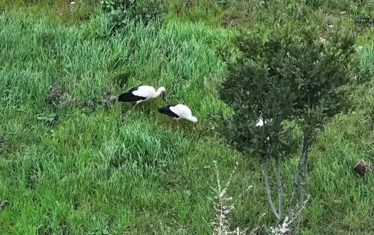 Leylekler Esenler'de Mola Verdi