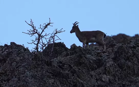 Hakkari'de Yaban Keçileri Görüntülendi