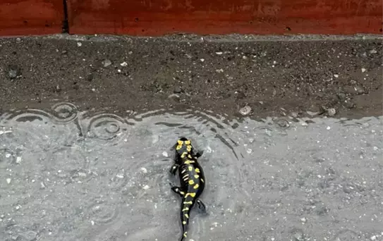 Sarı Benekli Semender Payas'ta Görüntülendi