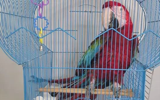 İpsala'da Kaçak 3 Papağan Ele Geçirildi