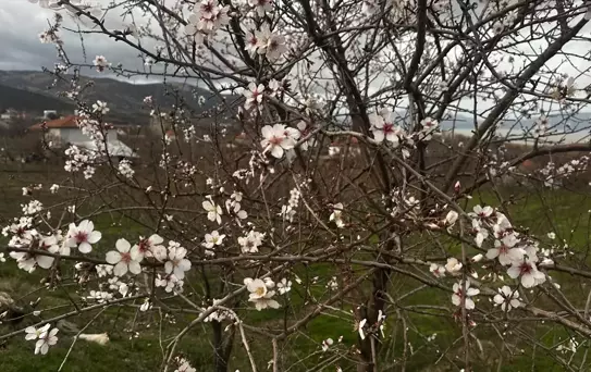 Isparta'da Badem Ağaçları Çiçek Açtı