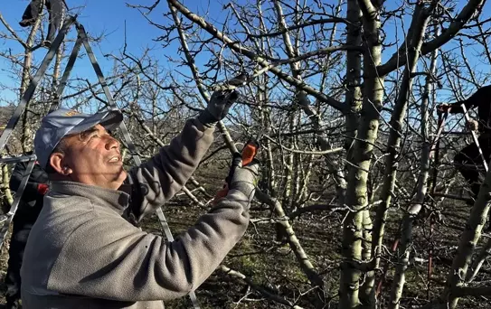 Isparta'da Meyve Ağaçları Budanıyor