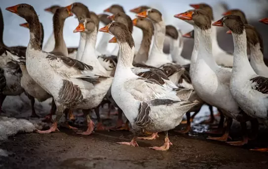İstanbul'dan Köye, Başarıya Giden Yol