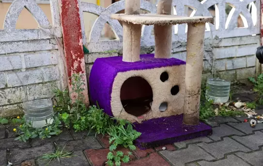 Buca'da 8 Hayvanın Ölümü Üzerine İnceleme Başlatıldı