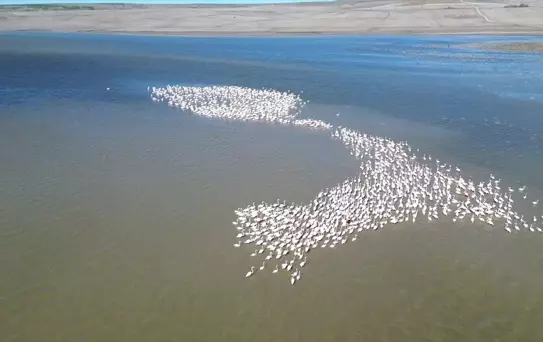 Jandarma flamingolar için 24 saat mesaide