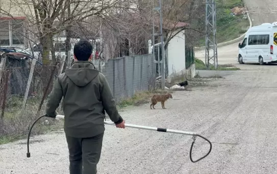 Hasta Çakal Tedavi Edildi