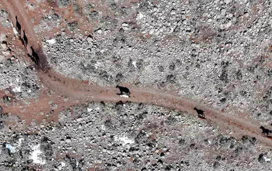 Yılkı Atları Karacadağ'da Görüntülendi