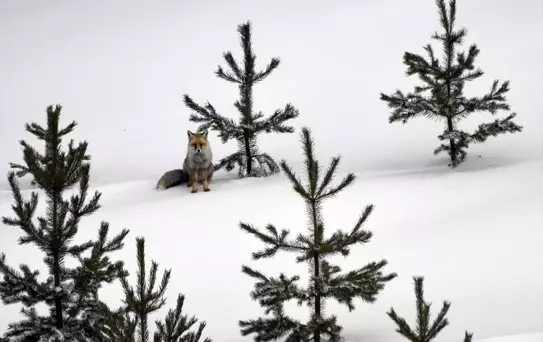 Kars'ta Yiyecek Arayan Kızıl Tilkiler