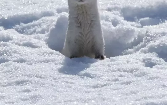 Kars'ta Nadir Görülen Beyaz Gelincik Görüntülendi