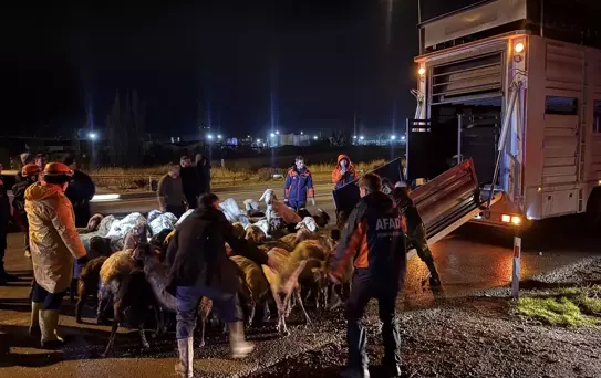 Kayseri'de Taşkın Riski: 200 Hayvan Tahliye Edildi