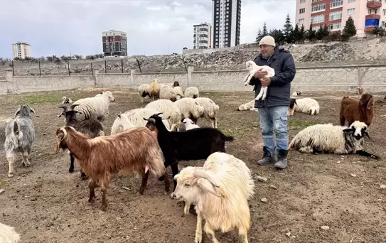 Yabani Hayvan Saldırısı: 6 Keçi Telef Oldu