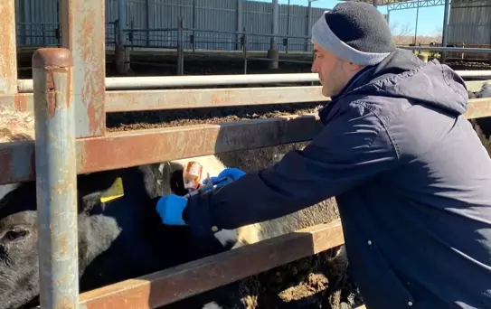 Kırklareli'nde Büyükbaş Hayvanlara Aşı