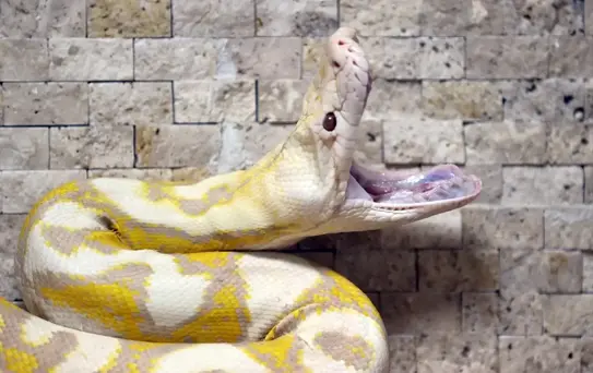 Konya'da Albino Pitonlar İlgi Odağı