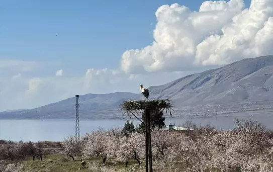 Leylekler Kale'ye Döndü