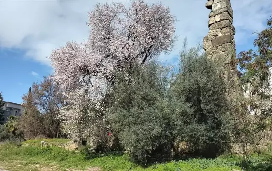 Side'de Badem Ağaçları Çiçek Açtı