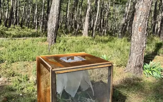 Marmaris'te Çam Kese Böceğiyle Mücadele