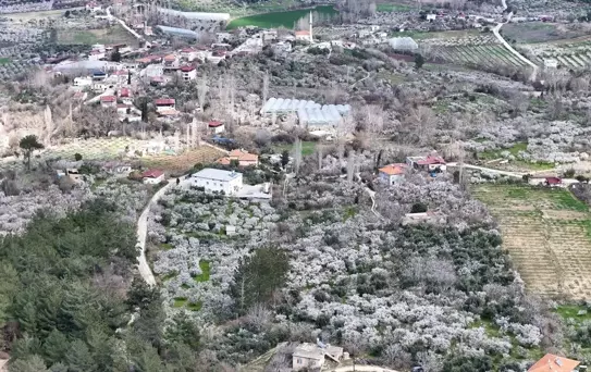 Mersin'de Erik Ağaçları Bahara Merhaba Dedi
