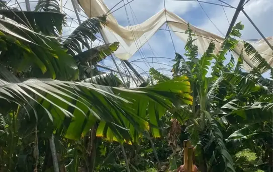 Silifke'de Dolu ve Fırtına, Tarım Alanlarına Zarar Verdi